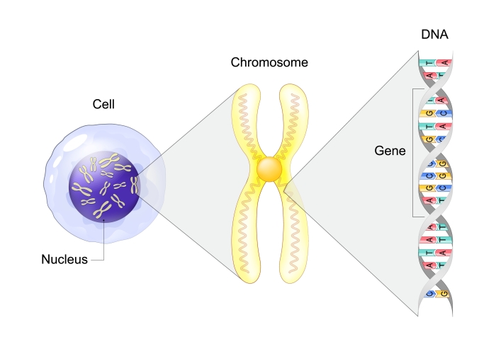 DNA and genes